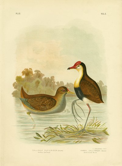Rufous Gallinule or Rufous-Tailed Waterhen by Gracius Broinowski